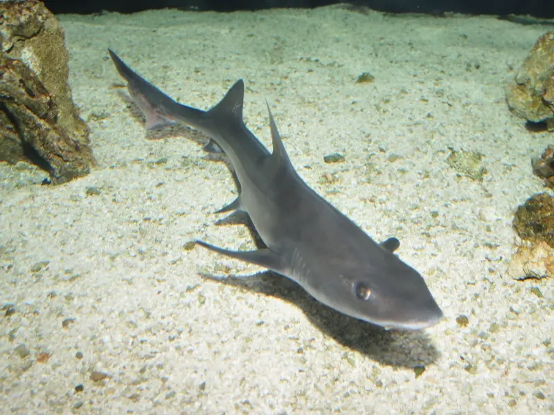 A smooth-hound shark is slim and streamlined, they like coral reefs.