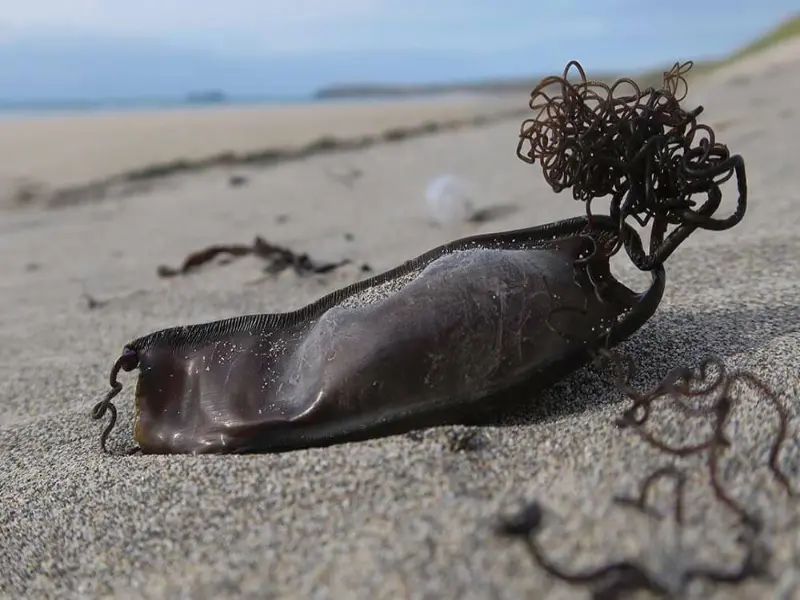 Shark eggs are found in mermaids purses.