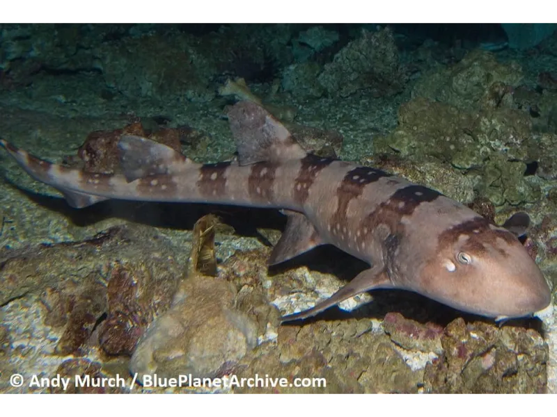 A Bamboo shark is a small bottom-dwelling shark