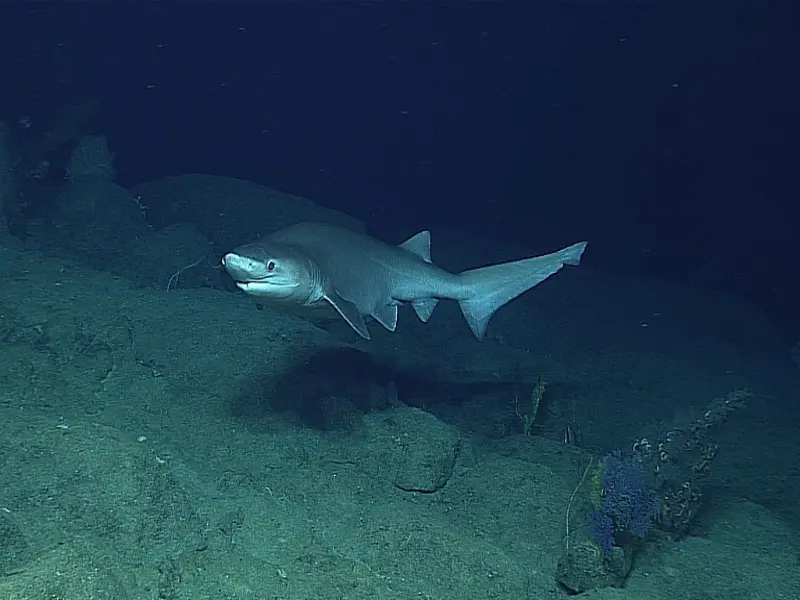 The Bluntnose Sixgill Shark is a Ghost of the Abyss