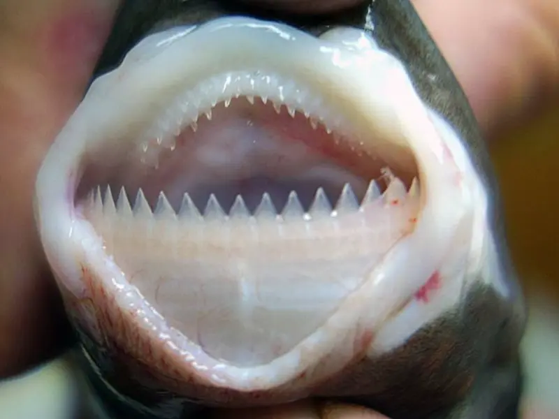 This ferocious shark cuts out cookie shape bits from its prey