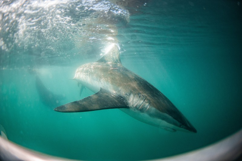 bronze whaler sharks swimming past shark cage