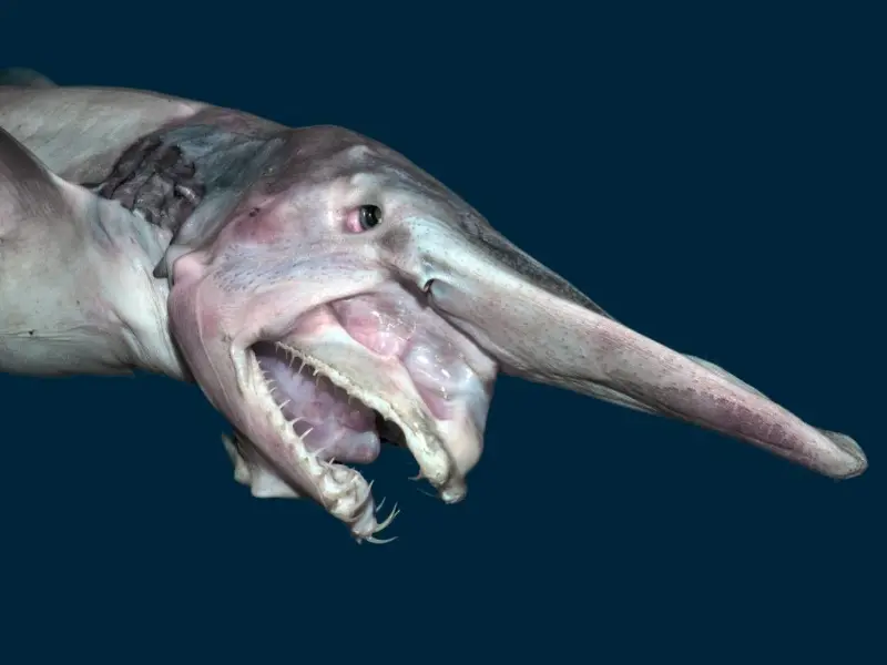 goblin shark