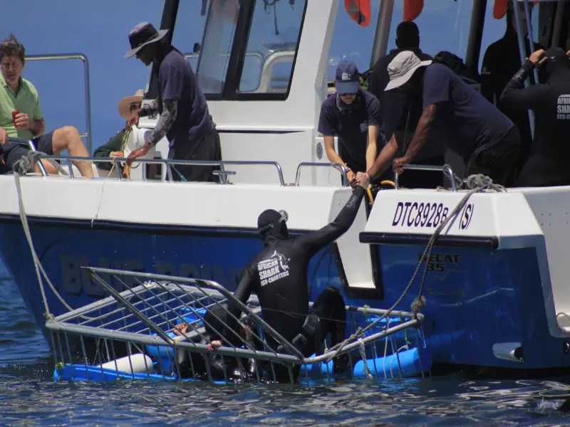 What to expect on your shark cage dive? Here is a guest exiting the shark cage