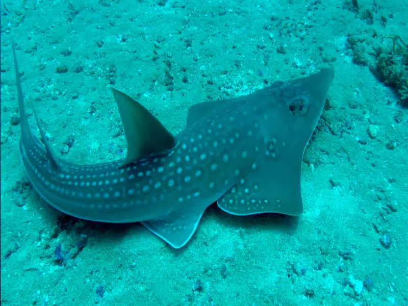 The guitar shark is an amazing shark that many people do not know about.