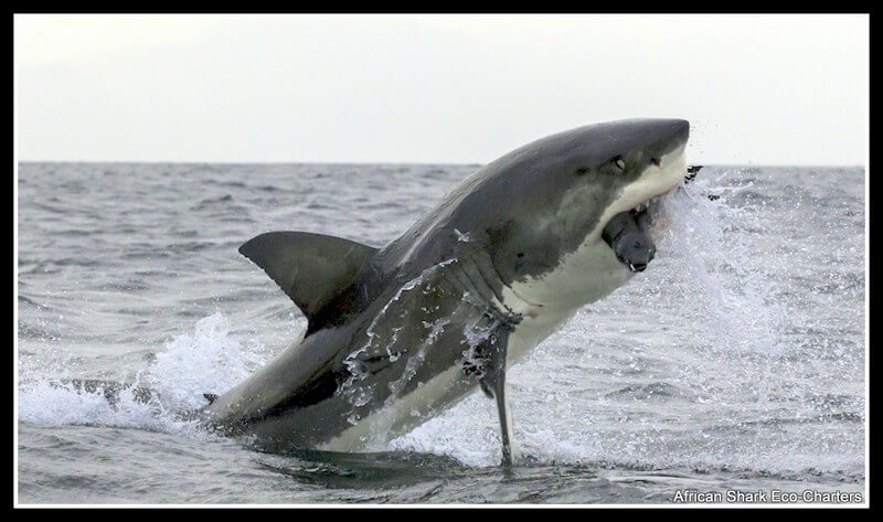 Great White Shark Breaching