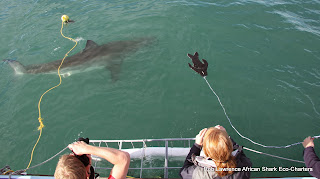 shark cage diving Gansbaai