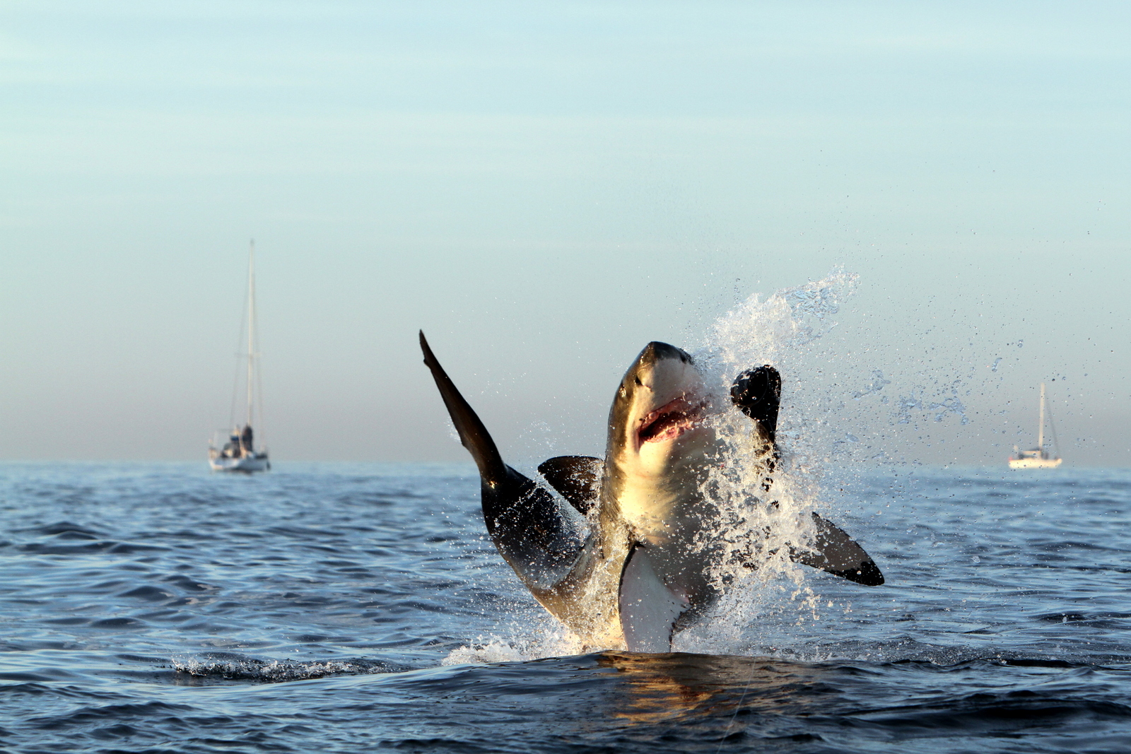 Breaching Great White Shark at Seal Island, False Bay