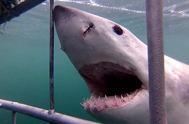 great white shark with open mouth at a shark cage