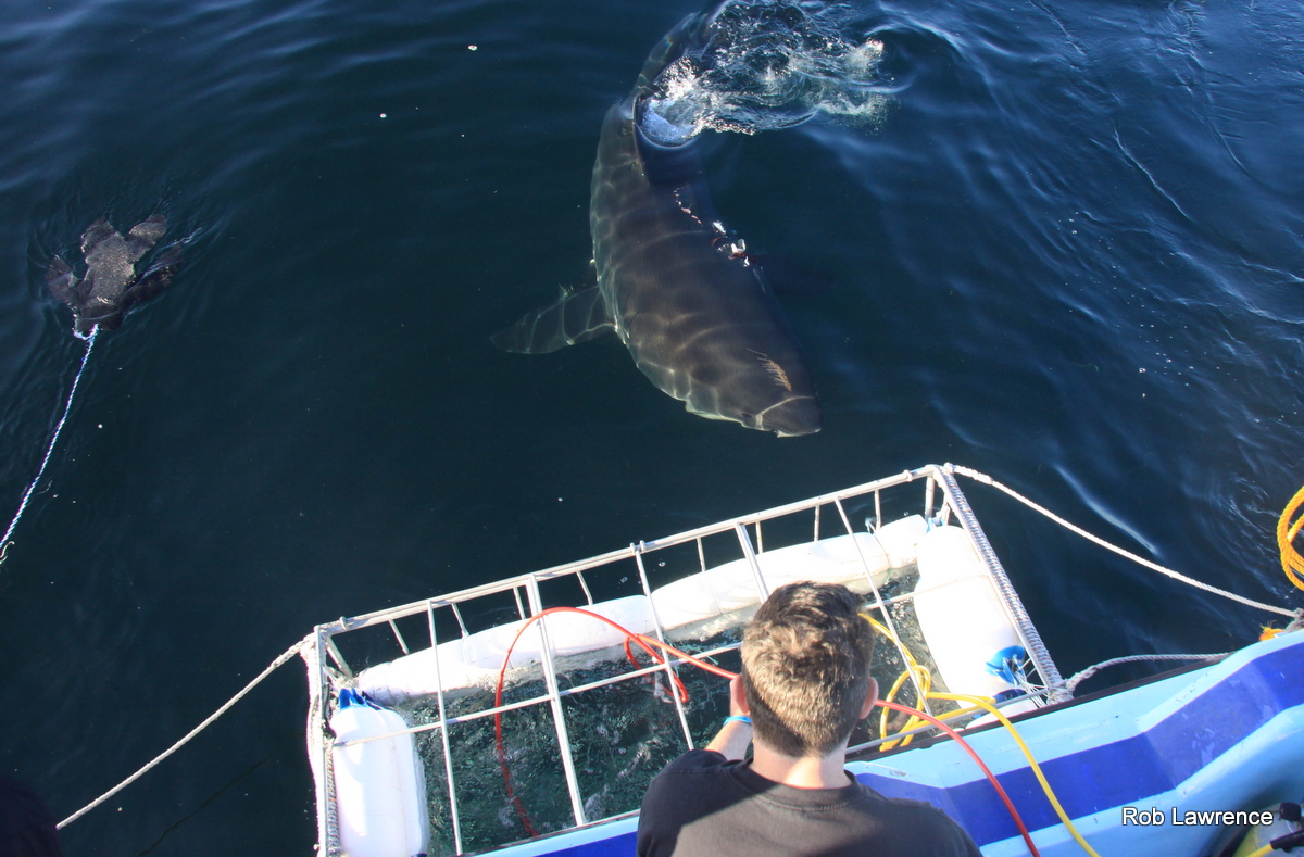 shark cage diving