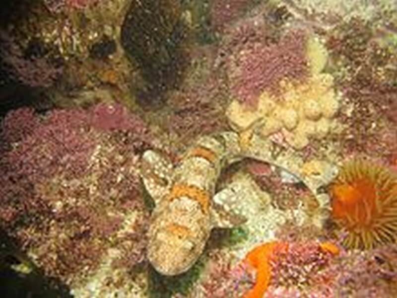 Puffadder Shyshark in its rocky environment