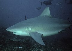 bull sharks