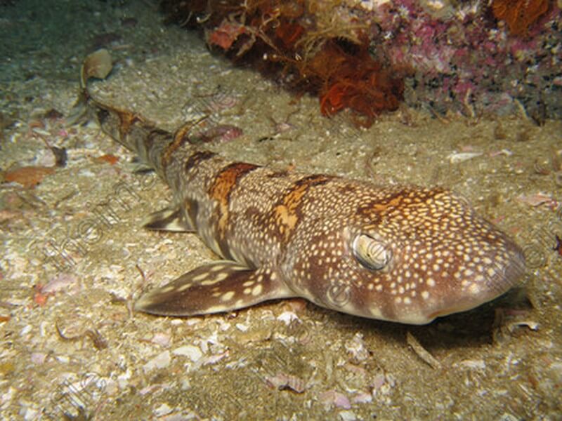 Puffadder-Shyshark