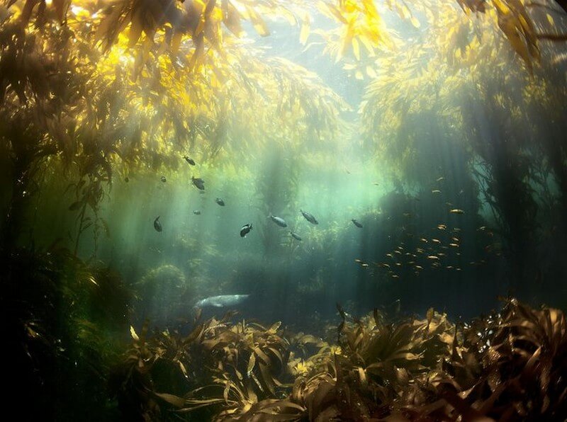 Kelp Forest Best Photographers