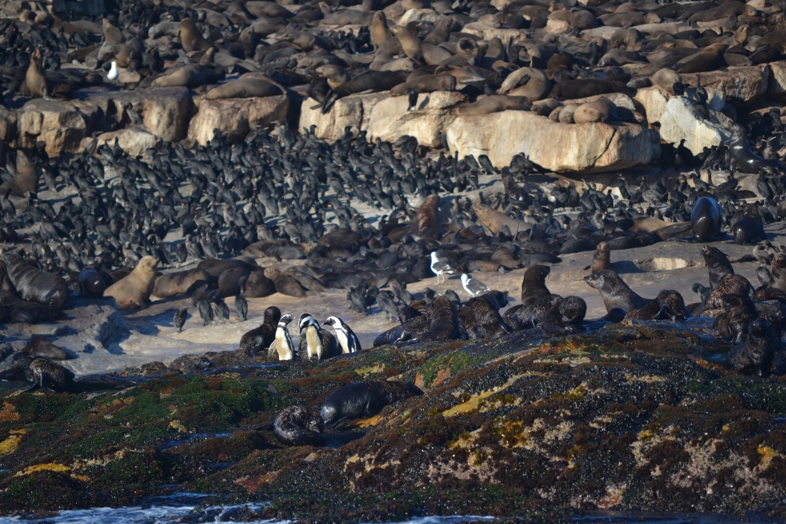 African Penguins found on Seal Island in False Bay