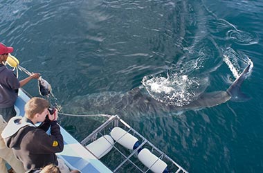 10 Day shark cage diving trip - simonstown