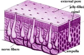 Ampullae of Lorenzini picture