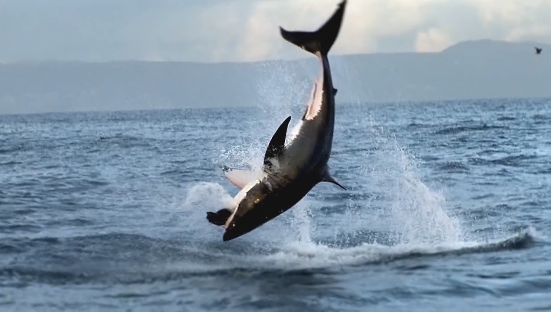 African Shark Eco-Charters Breaching videos