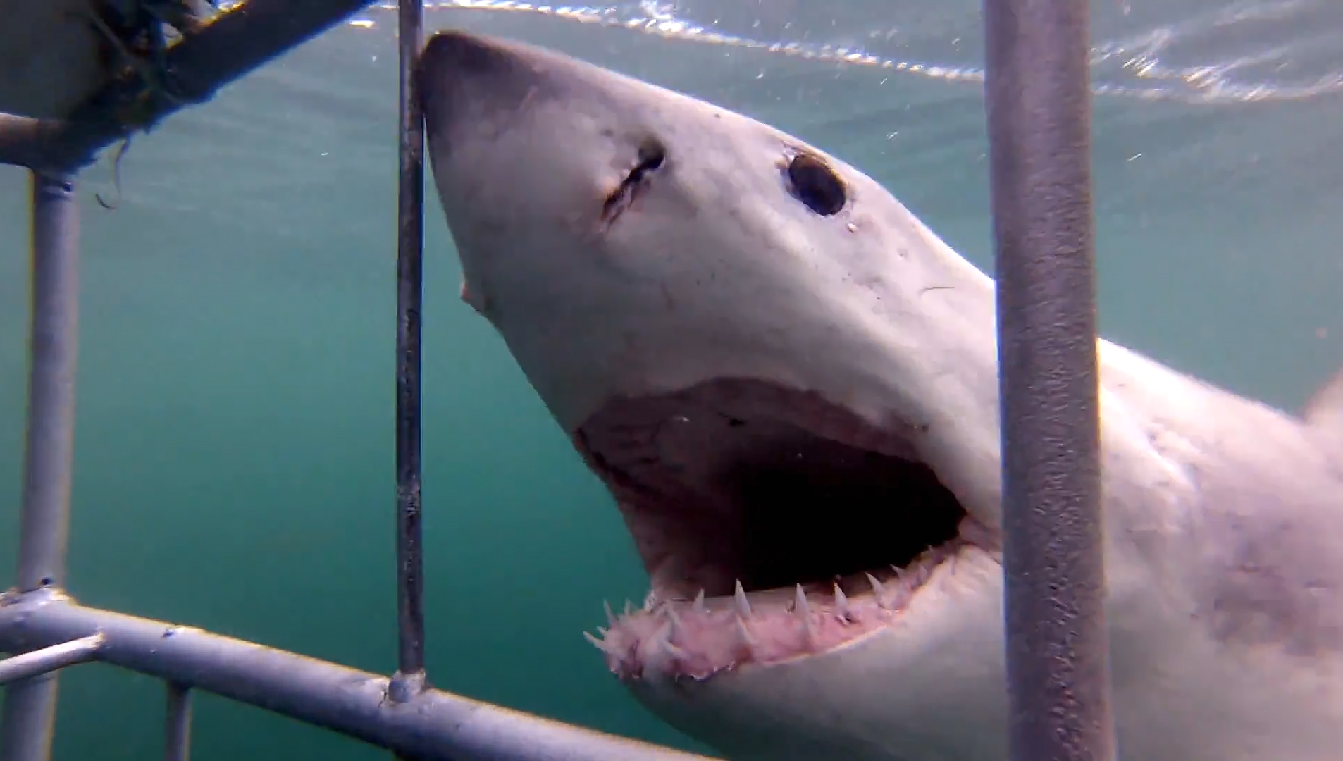 ASEC-GoPro Great White Shark Experience