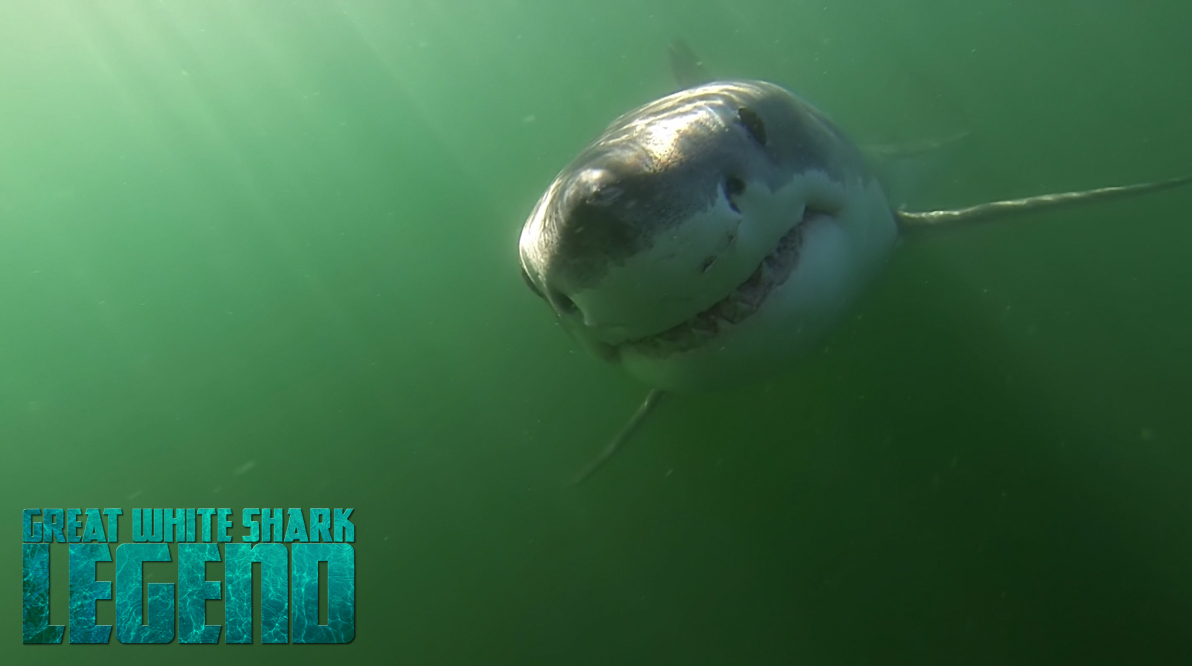 ASEC-Great White Shark Legend - teaser trailer