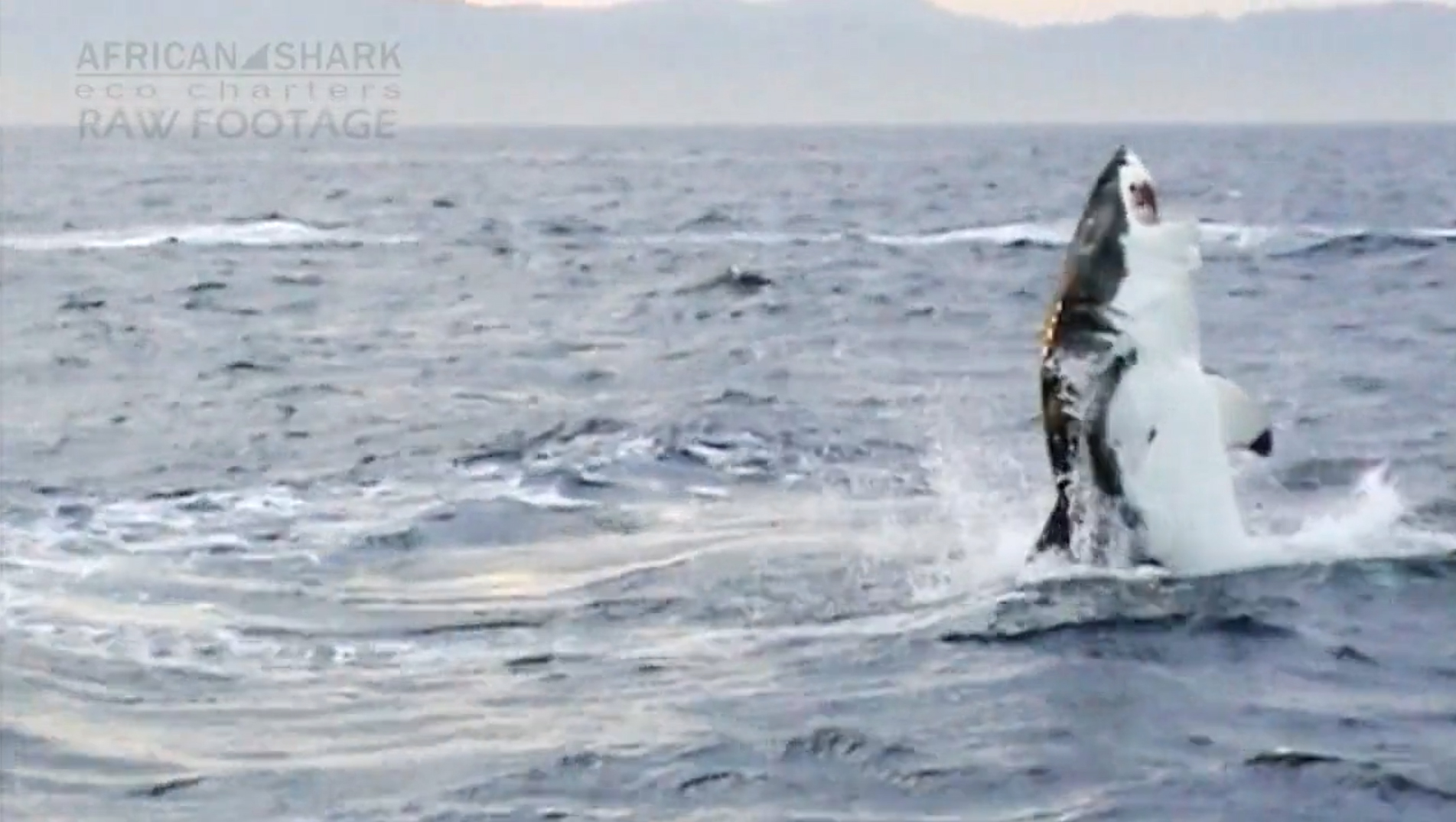 Vertical Shark Breach (Raw Footage) by Rob Lawrence