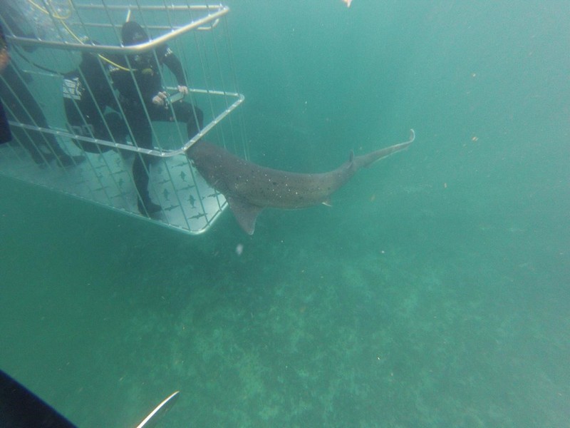 Cage diving with Sevengill Sharks