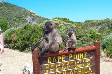 baboons sitting on a sign at Cape Point