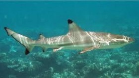 blacktip shark