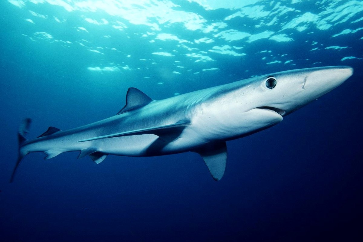 Blue Shark found in the temperate waters off Cape Point