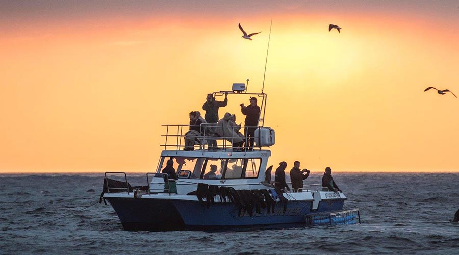 Shark cage diving boat