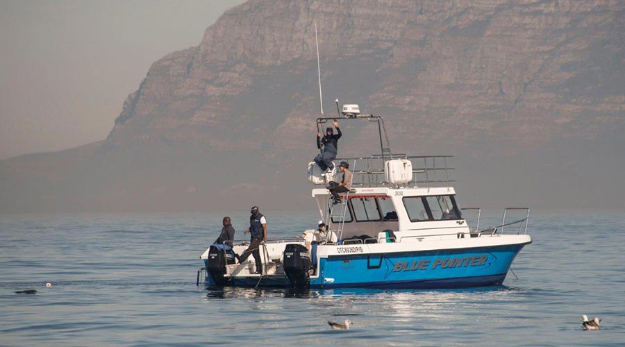 Great white Shark cage diving boat