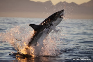 shark cage diving south africa