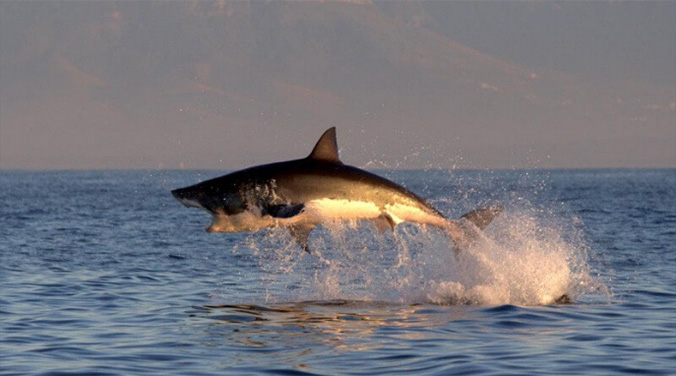 Great White Shark Breaching sequence