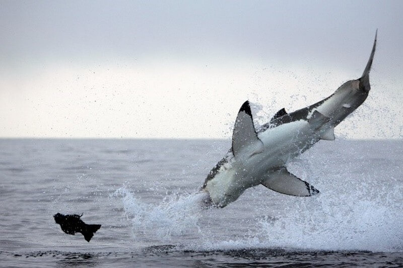 A great white shark breaching on a seal decoy in False Bay