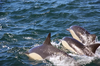 dolphins in false bay