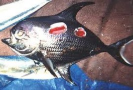 Cookie Cutter Shark bite out of a fish