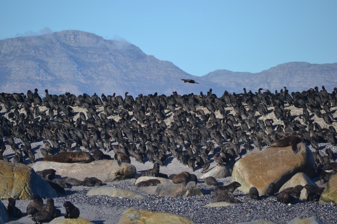 Cape Cormorants of False Bay