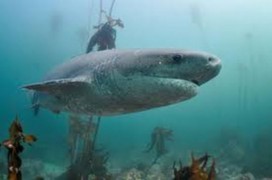 Sevengill Broadnose Cow Shark in kelp forest