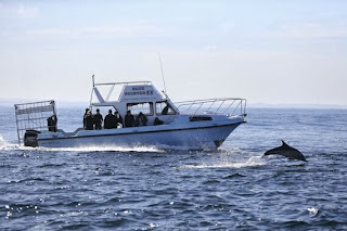 dolphins false bay