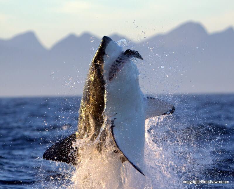 a breaching great white shark off Seal Island, False Bay