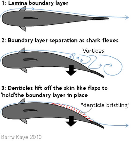 denticles explained diagram