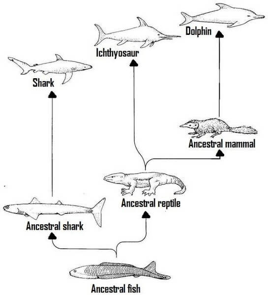 Evolution of sharks