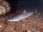 dog fish shark 2