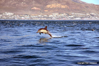 dolphins false bay