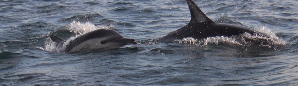 Common dolphins in False Bay swimming past a boat