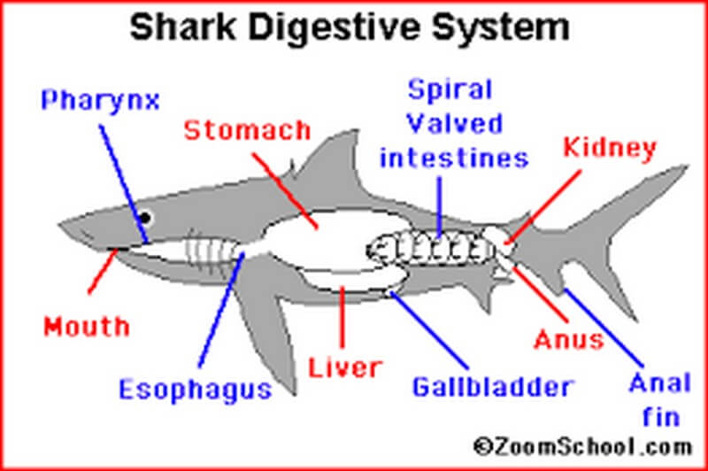 Shark Digestion System diagram