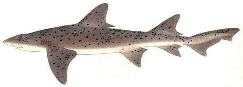 Drawing of a Spotted Gully Sharks