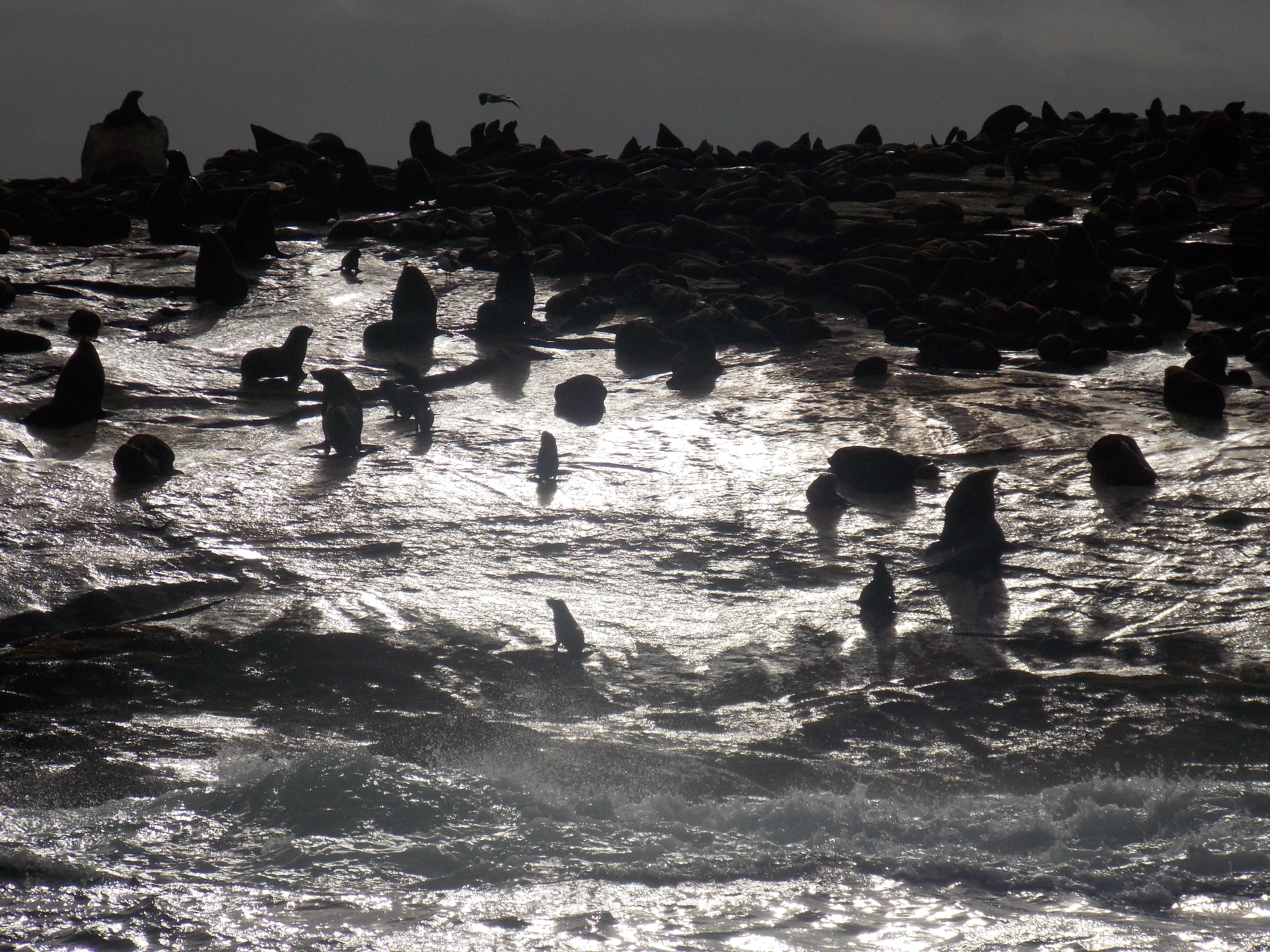 Seals on Seal Island in the sun light