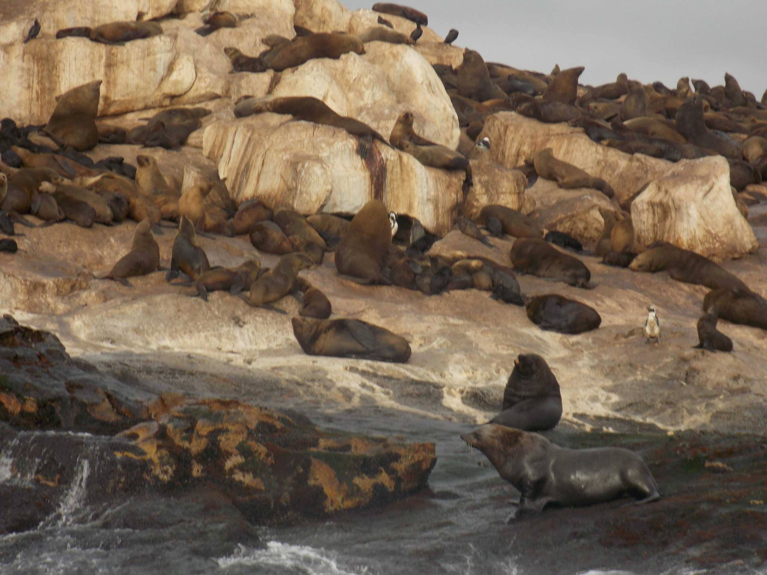 Seal on Seal Island