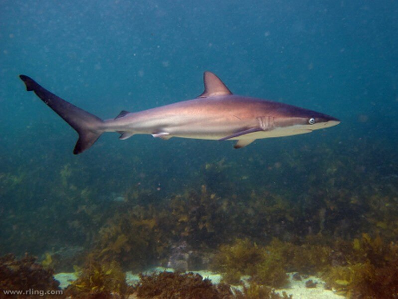 Dusky Shark in open water